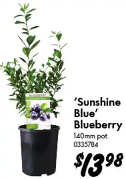 Bunnings Sunshine Blue Blueberry offer