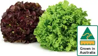 IGA Australian Green/Duets Oak Lettuce offer