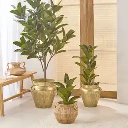 Pillow Talk Rubber Fig Tree by M.U.S.E offer