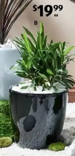 ALDI Designer Indoor Pot offer