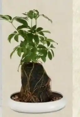 ALDI Indoor Desk Plant offer