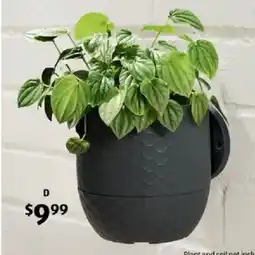 ALDI All mounted planter offer