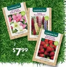 ALDI Packet bulbs offer