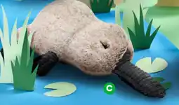 Woolworths Jumbo Plush Australiana Platypus offer