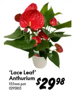 Bunnings 'Lace Leaf' Anthurium offer