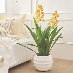 Pillow Talk Spring Vanda Potted Plant by M.U.S.E offer