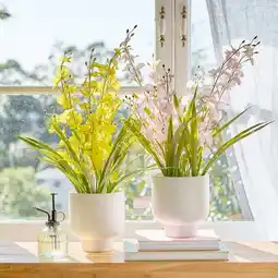 Pillow Talk Potted Spring Spider Orchid by M.U.S.E offer