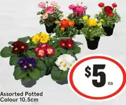 IGA Assorted Potted Colour offer
