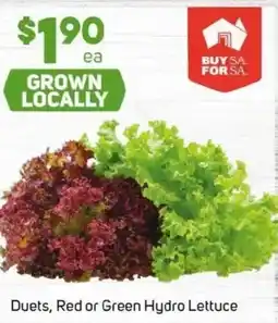 Foodland Duets, Red or Green Hydro Lettuce offer