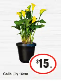 IGA Calla Lily offer