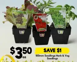 Drakes Seedlings Herb & Veg offer