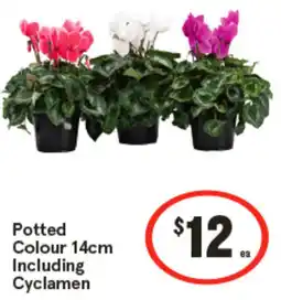 IGA Potted Colour Including Cyclamen offer