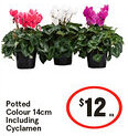 IGA Potted Colour Including Cyclamen offer