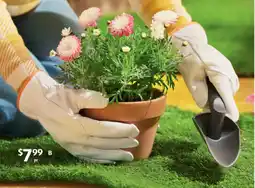 ALDI Leather Garden Gloves offer