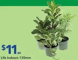 Ritchies Life Indoors offer