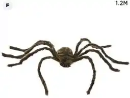 Spotlight Brown Spider offer