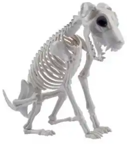 Spotlight Skeleton Animals offer