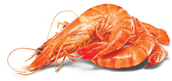 Thawed large cooked australian tiger prawns