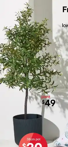 Kmart Tall Artificial Olive Tree offer