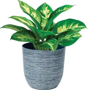 Cheap as Chips Rippled Pot offer