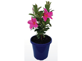 Stratco Assorted jade mandevilla offer