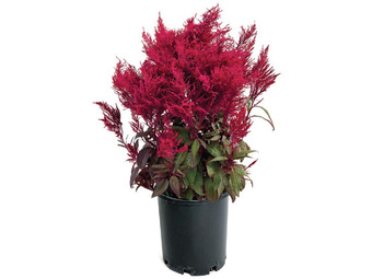 Celosia dragons breath