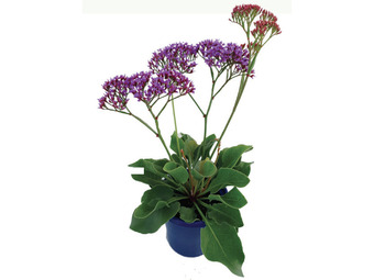 Stratco Blue statice offer