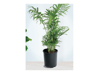 Chamaedorea elegans - parlour palm