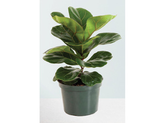 Bambino ficus lyrata