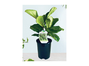 Ficus lyrata