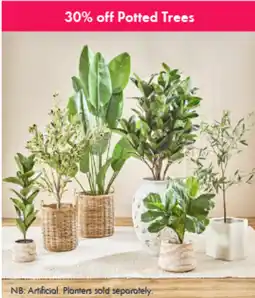 Pillow Talk Potted Trees offer