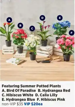 Spotlight Summer Potted Plants offer