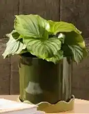 Kmart Green Glazed Pot with Saucer offer