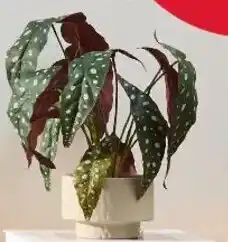 Kmart Artificial Spotted Plant in Pot offer