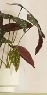 Kmart Artificial Spotted Plant in Pot offer