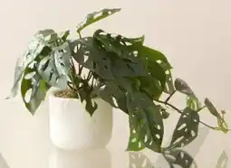 Kmart Artificial Monstera Plant offer