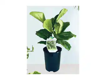 Stratco Ficus lyrata offer