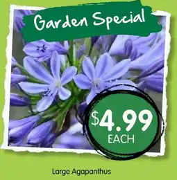 Spudshed Large Agapanthus offer