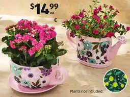 ALDI C Teacup or Watering Can Planter offer