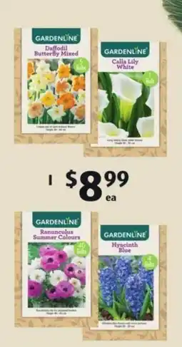 ALDI I Assorted Packet Bulbs offer