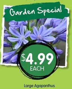 Spudshed Large Agapanthus offer
