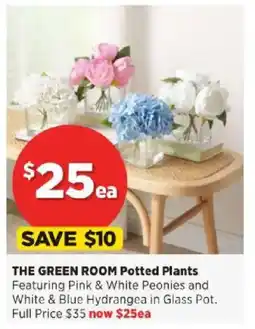 Spotlight THE GREEN ROOM Potted Plants offer