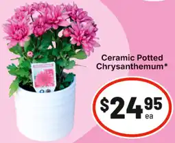 IGA Ceramic Potted Chrysanthemum offer