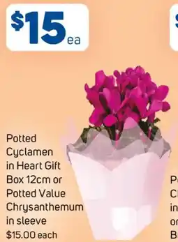 Foodland Potted Cyclamen in Heart Gift Box 12cm or Potted Value Chrysanthemum in sleeve offer