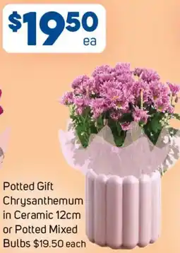 Foodland Potted Gift Chrysanthemum in Ceramic or Potted Mixed Bulbs offer