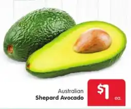 Spar Australian Shepard Avocado offer