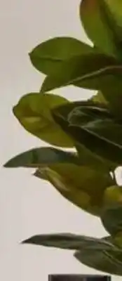Kmart Extra Large Artificial Rubber Tree offer
