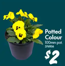 Bunnings Potted Colour 100mm pot offer