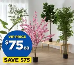Spotlight Olive Pink Cherry Blossom Fiddle Leaf Fig & Bamboo offer