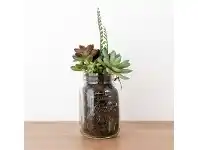 Sora Succulents in Glass Bottle